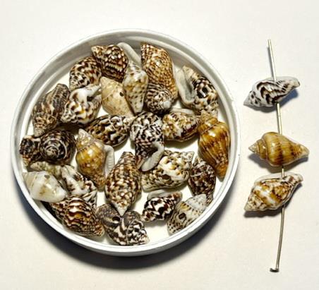 Konkylie perle med hul 9-12 mm 30 stk